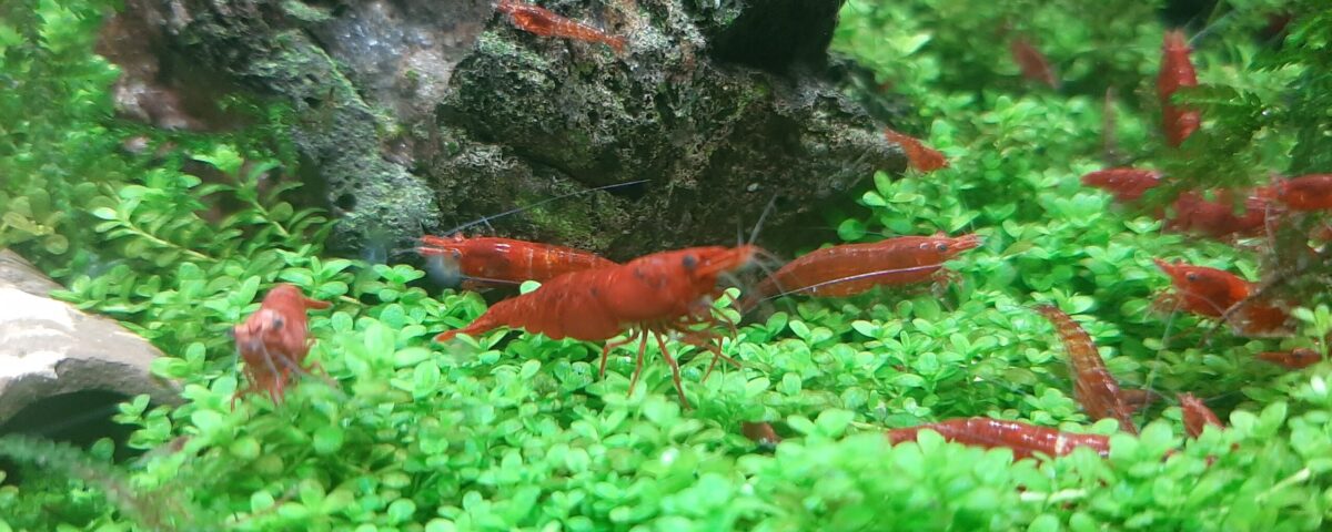 garnelen im Aquarium
