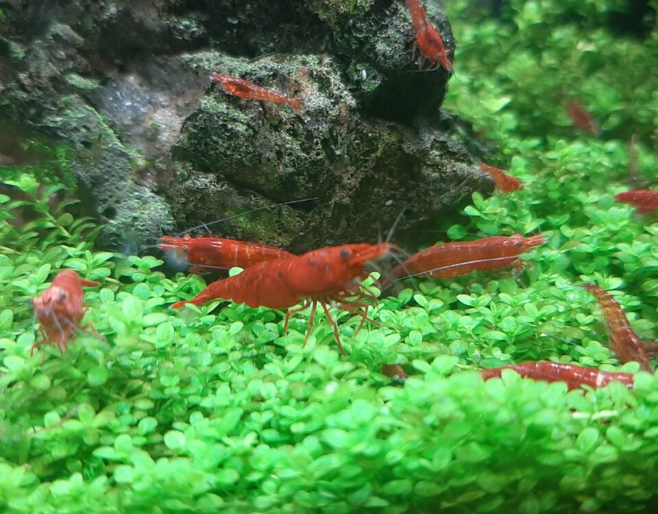 garnelen im Aquarium